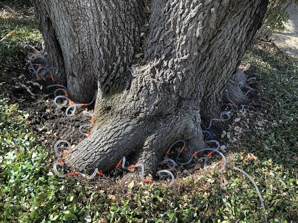 Detailed Tree Cabling and Bracing job site in Bridgehampton