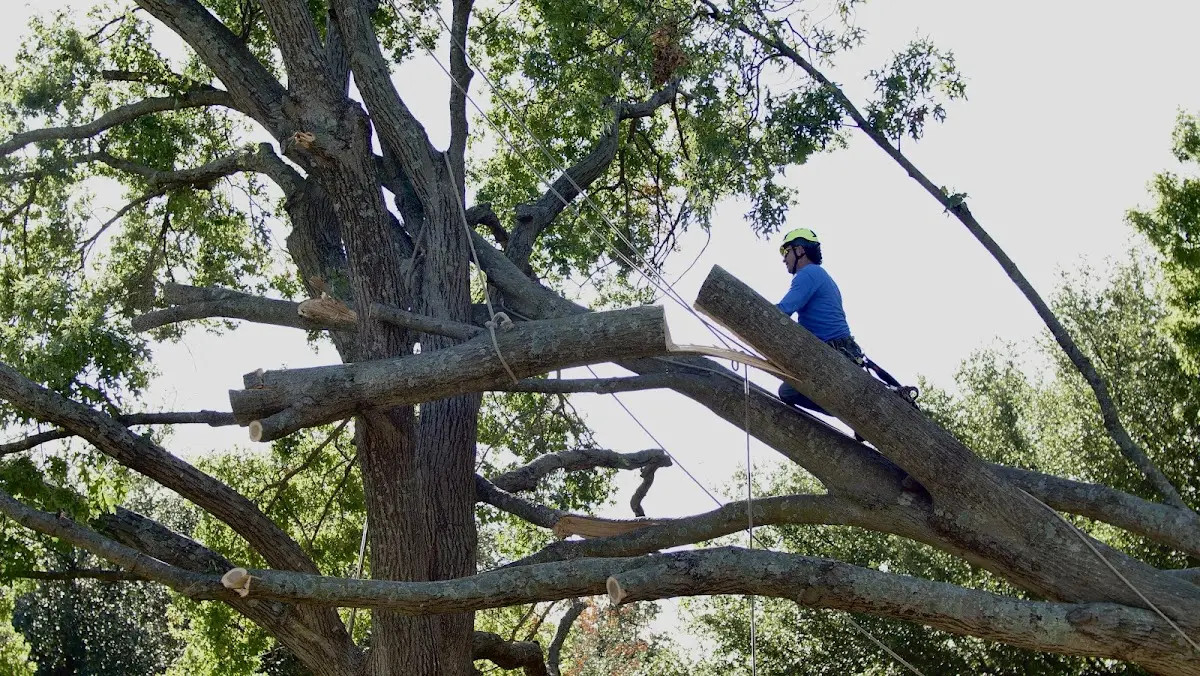 Professional Hazardous Tree Removal performed by certified arborists in Bridgehampton